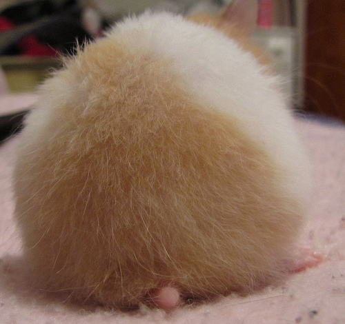 hamu024