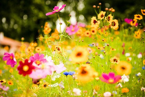 センス,オシャレ,フラワー,花,画像,まとめ006
