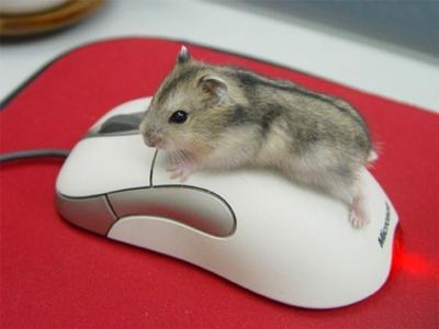 マウスとハムスターがかわいい