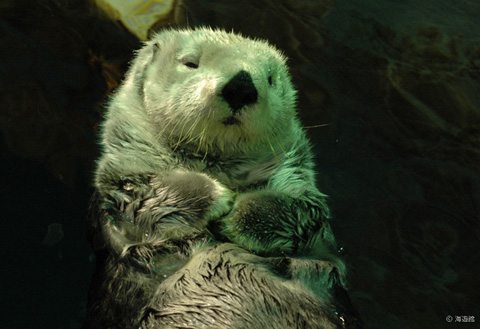 疲れをいやしてくれる,激カワ,動物,画像,まとめ088