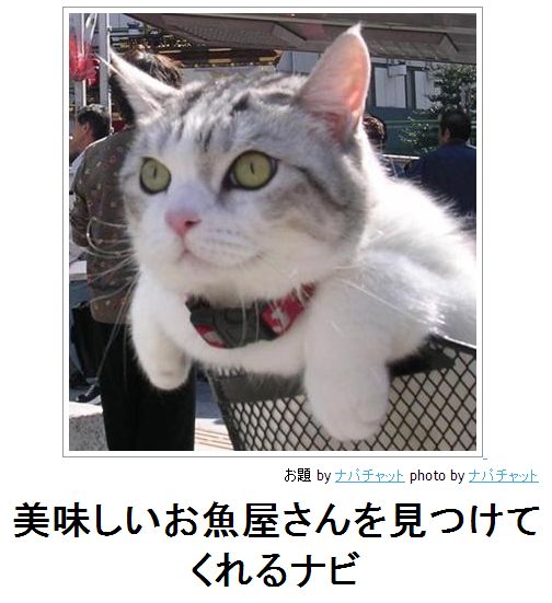 笑ったら負け,動物,bokete,おもしろ画像,まとめ290