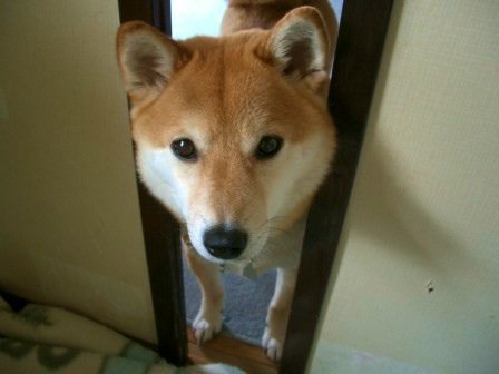 可愛い,動物,animal,癒し,画像,まとめ307
