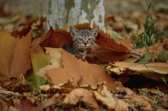 25枚 秋を感じる可愛い猫画像まとめについて ２ちゃん大好きのブログ