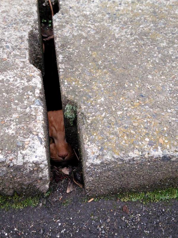 思わず笑ってしまう,猫,おもしろ画像,まとめ002