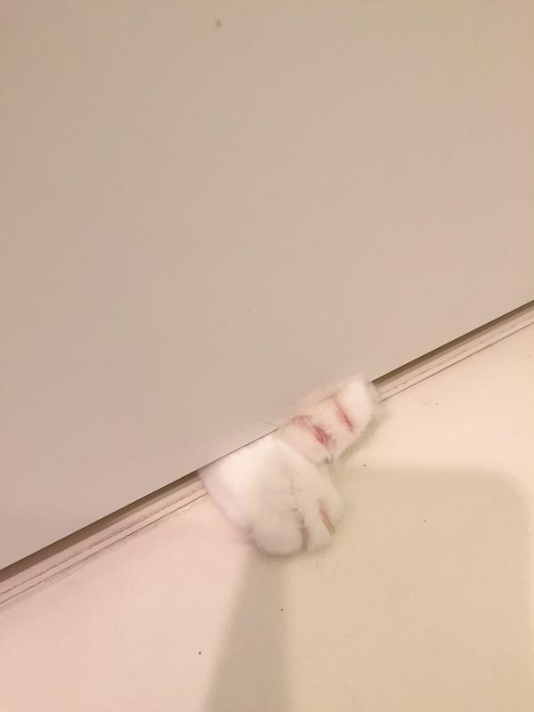 思わず笑ってしまう,猫,おもしろ画像,まとめ028