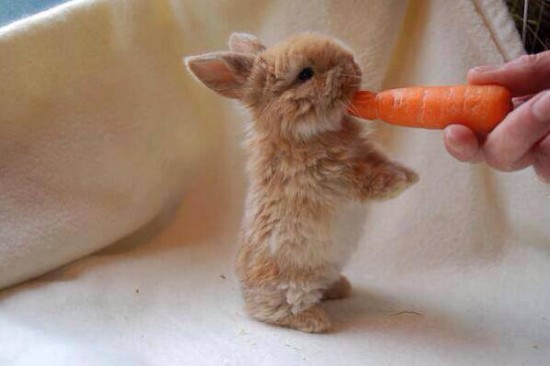 愛らしい,動物,赤ちゃん,画像,まとめ009