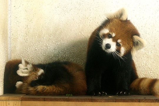 愛らしい,動物,赤ちゃん,画像,まとめ033