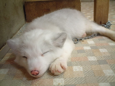 愛らしい,動物,赤ちゃん,画像,まとめ050