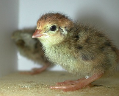 愛らしい,動物,赤ちゃん,画像,まとめ058