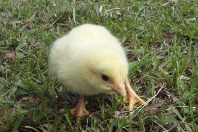 愛らしい,動物,赤ちゃん,画像,まとめ059