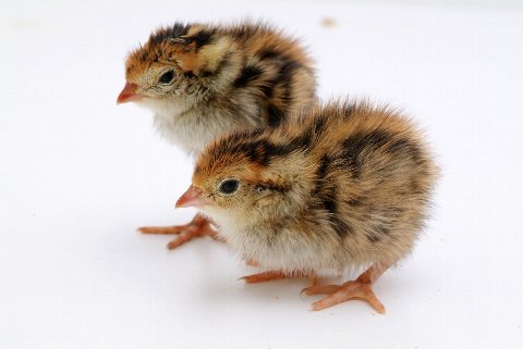 愛らしい,動物,赤ちゃん,画像,まとめ062