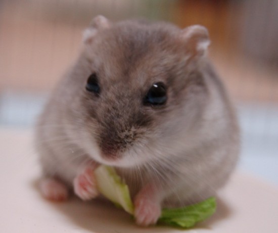 愛らしい,動物,赤ちゃん,画像,まとめ074