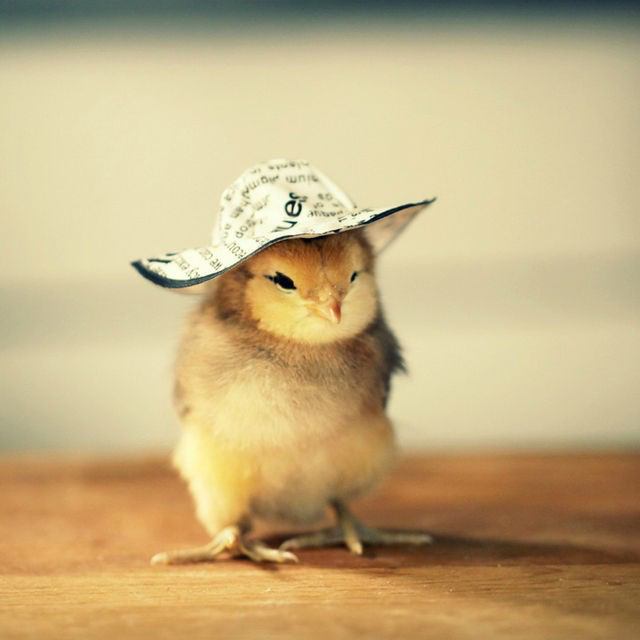 愛らしい,動物,赤ちゃん,画像,まとめ081