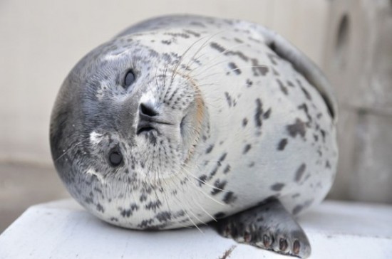 愛らしい,動物,赤ちゃん,画像,まとめ083