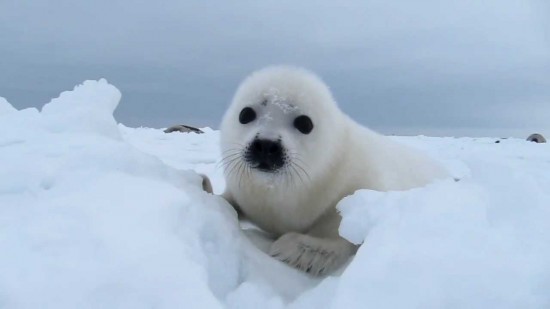 愛らしい,動物,赤ちゃん,画像,まとめ089