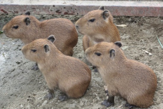 愛らしい,動物,赤ちゃん,画像,まとめ097