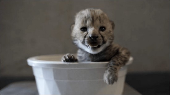 愛らしい,動物,赤ちゃん,画像,まとめ123