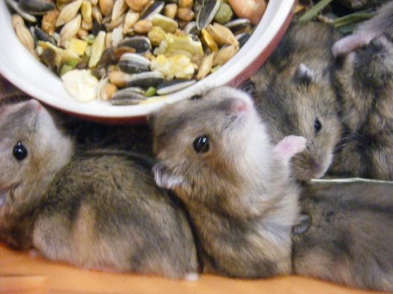 愛らしい,動物,赤ちゃん,画像,まとめ126