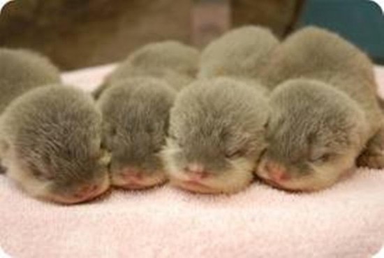 愛らしい,動物,赤ちゃん,画像,まとめ135