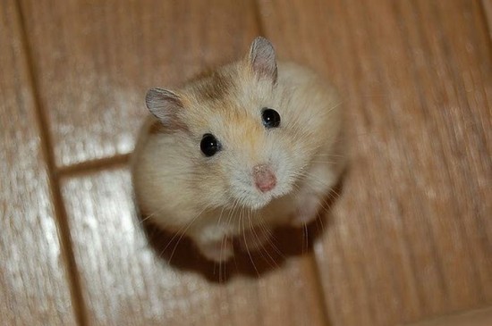 愛らしい,動物,赤ちゃん,画像,まとめ136