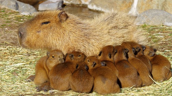 愛らしい,動物,赤ちゃん,画像,まとめ139