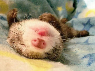 愛らしい,動物,赤ちゃん,画像,まとめ140
