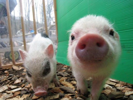 愛らしい,動物,赤ちゃん,画像,まとめ152