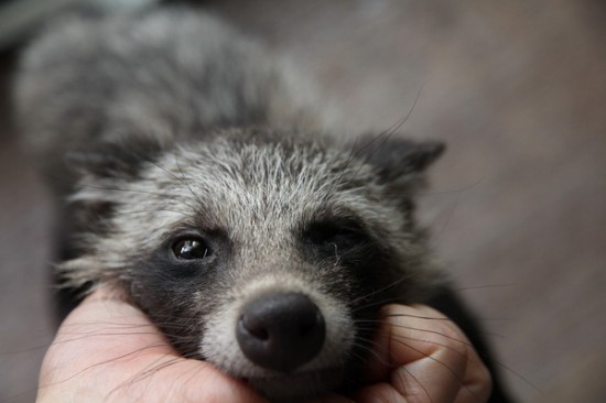 愛らしい,動物,赤ちゃん,画像,まとめ154