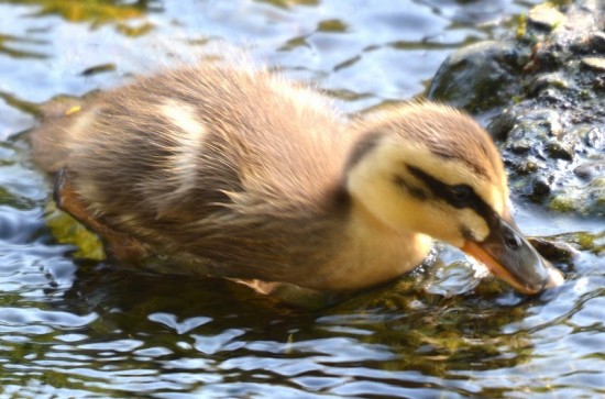 愛らしい,動物,赤ちゃん,画像,まとめ162