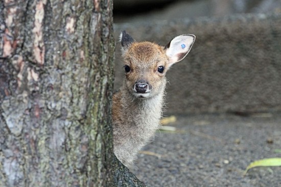 愛らしい,動物,赤ちゃん,画像,まとめ171