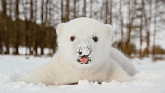 愛らしい,動物,赤ちゃん,画像,まとめ176
