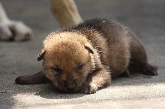 愛らしい,動物,赤ちゃん,画像,まとめ178