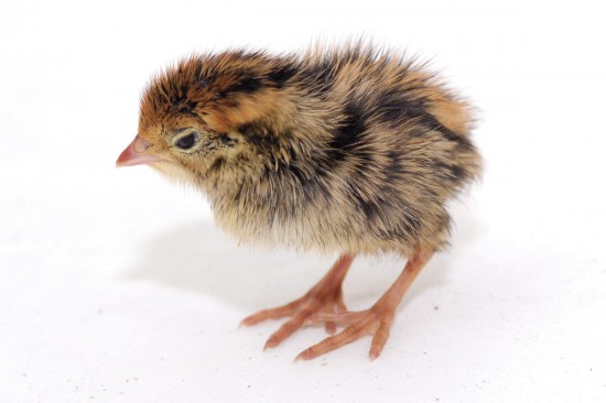 愛らしい,動物,赤ちゃん,画像,まとめ193