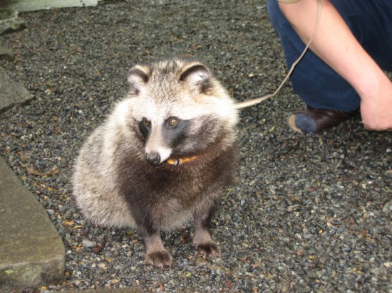 愛らしい,動物,赤ちゃん,画像,まとめ201