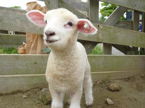 愛らしい,動物,赤ちゃん,画像,まとめ215