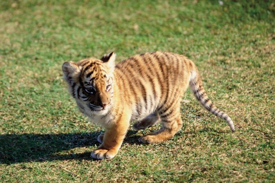 愛らしい,動物,赤ちゃん,画像,まとめ218
