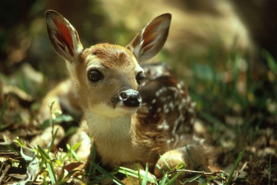 愛らしい,動物,赤ちゃん,画像,まとめ228