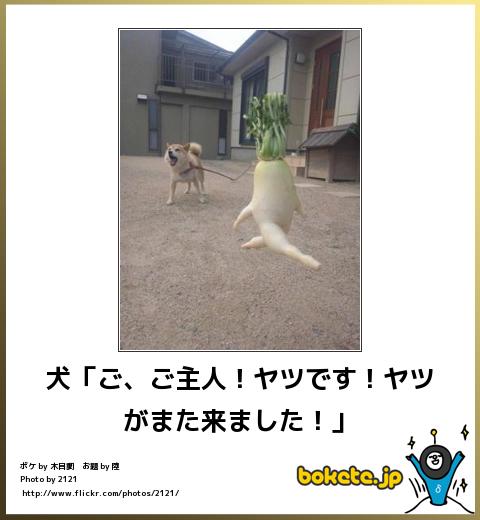 爆笑,腹痛い,bokete,画像,まとめ3983