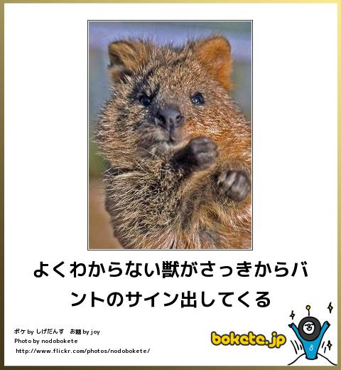 爆笑,腹痛い,bokete,画像,まとめ9075