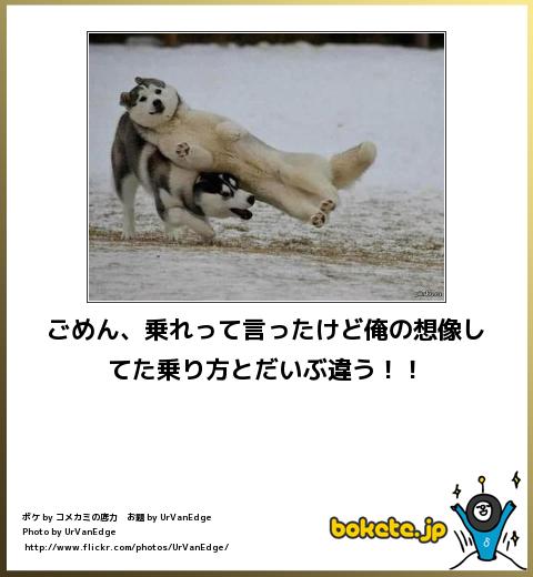 爆笑,腹痛い,bokete,画像,まとめ9691
