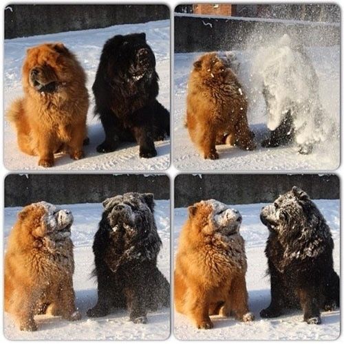 動物,ほんわか,癒される,可愛い,画像,まとめ010