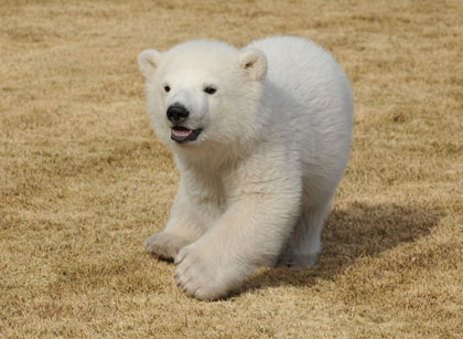 癒されすぎ,赤ちゃん,動物画像,まとめ003