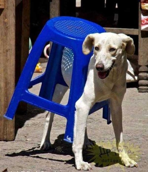 どうしてこうなった,身動き,動物画像,まとめ014