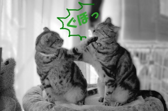 破壊力抜群,必殺,猫パンチ,画像,まとめ001
