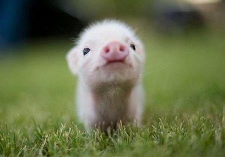 可愛すぎ,ヤバイ,赤ちゃん,動物,画像,まとめ006