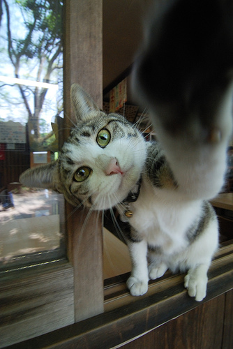 破壊力抜群,必殺,猫パンチ,画像,まとめ007