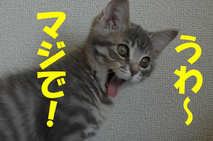 新年,初笑い,動物,おもしろ,ネタ画像,まとめ012