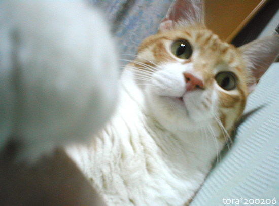 破壊力抜群,必殺,猫パンチ,画像,まとめ012