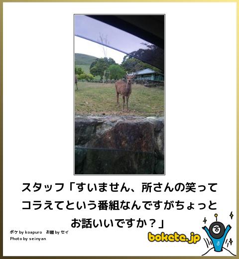 爆笑,腹痛い,bokete,画像,まとめ3969