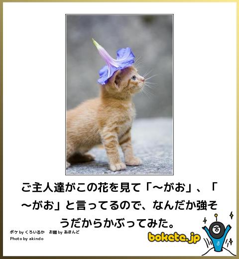 爆笑,おもしろ,bokete,ボケて,画像8404
